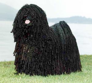 what puli suppose to look like when they grow up